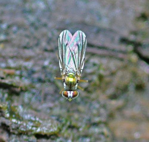 Argyra sp.